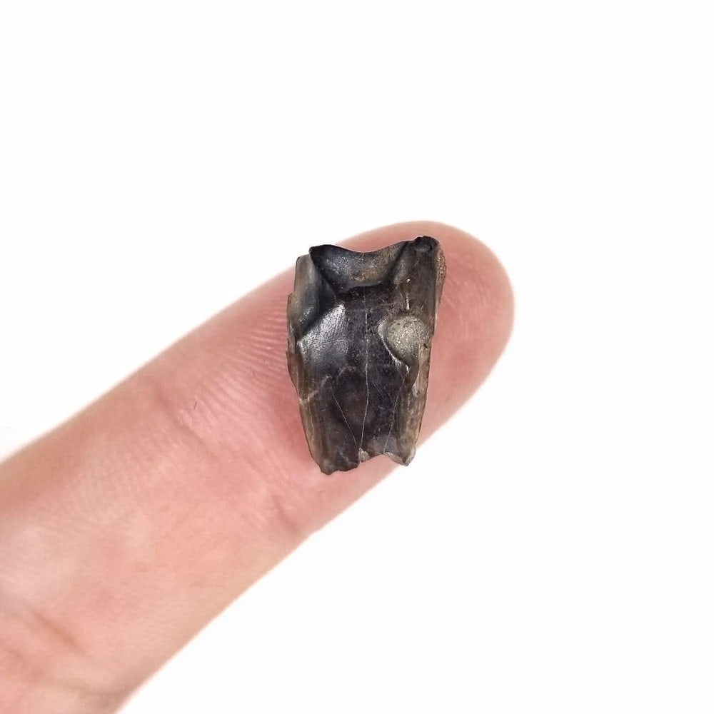 Fossilized Triceratops Tooth - 2