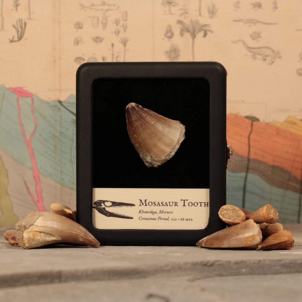 Fossilized Mosasaur Tooth - 2