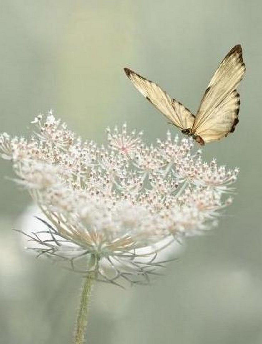 Delicate Encounter - 2