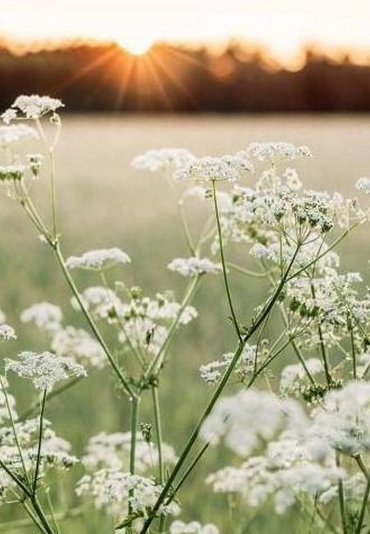 Meadow Whispers - 2