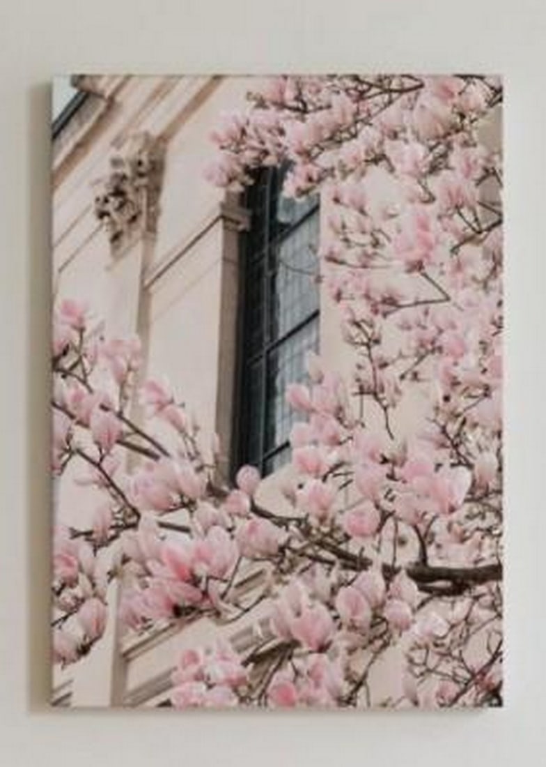 Pink Magnolia Radiance Canvas: Pink Magnolia Radiance Canvas This Pink Magnolia Radiance Canvas captures the breathtaking beauty of a blooming magnolia tree, with its soft pink petals glowing under a warm, gentle light. The canvas 
