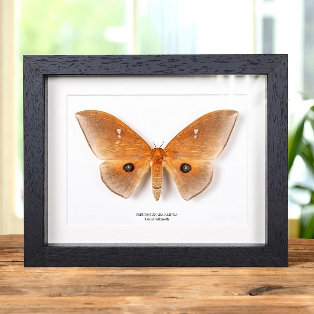9'' x 7'' Framed Pseudobunaea alinda - Giant Silkmoth: 9" x 7" Framed Pseudobunaea alinda - Giant Silkmoth Pseudobunaea alinda, a very large moth from the family Saturniidae, was first described by Dru Drury in 1782. This species is distributed ac