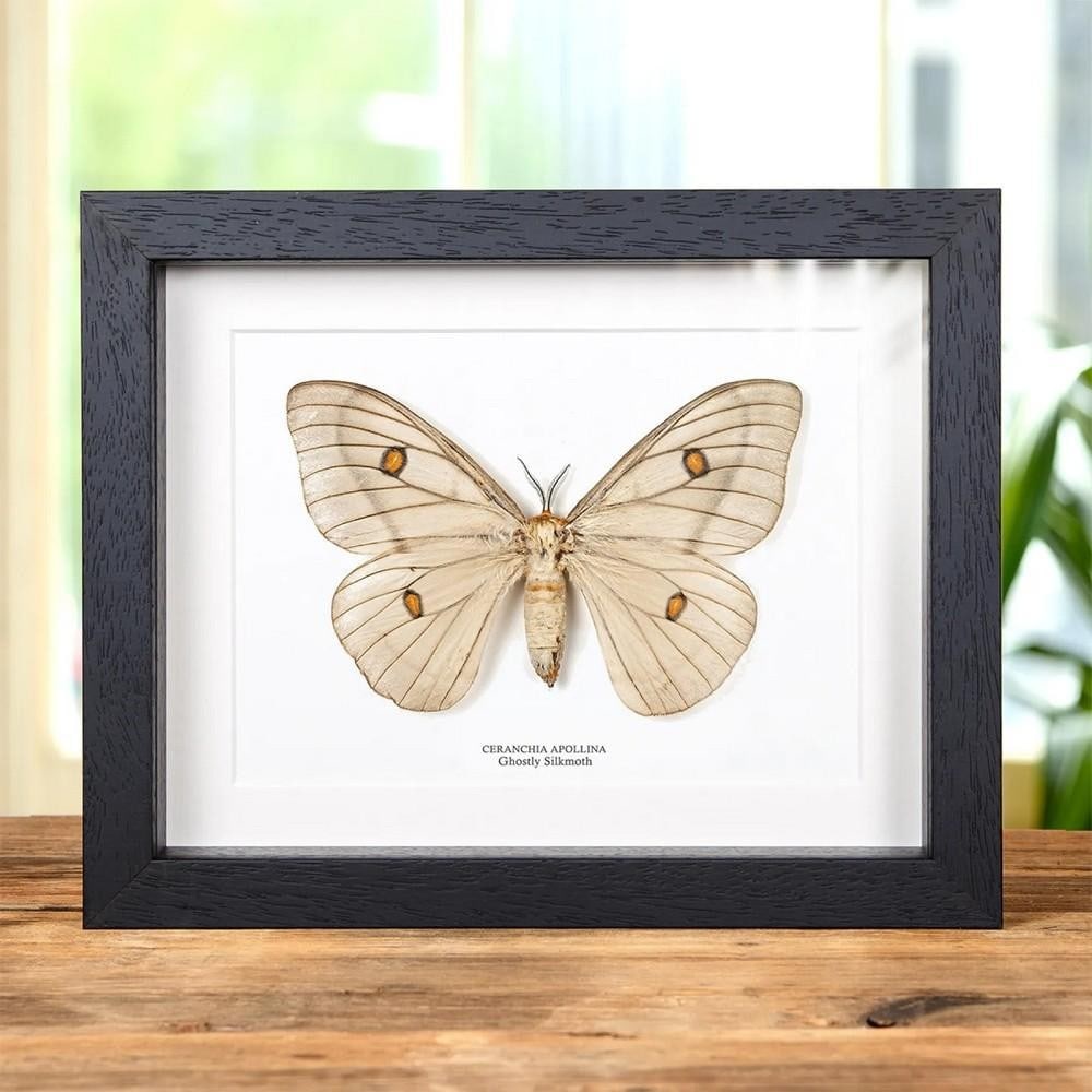 9'' x 7'' Framed Ceranchia apollina - Female Ghostly Silkmoth: 9" x 7" Framed Ceranchia apollina - Female Ghostly Silkmoth Ceranchia apollina, commonly known as the ghostly silkmoth, is the sole species in the genus Ceranchia, belonging to the family Satu