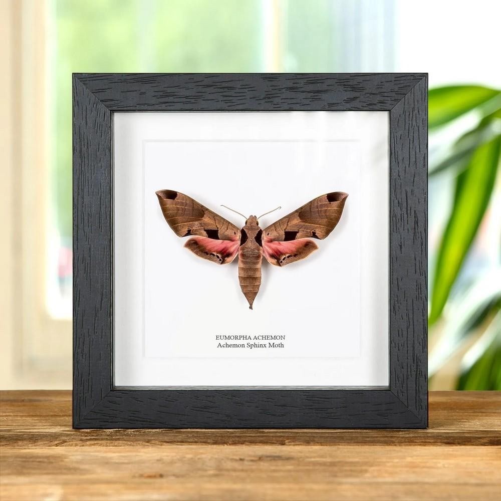 6'' x 6'' Framed Eumorpha achemon - Achemon Sphinx Moth (1 of 2)