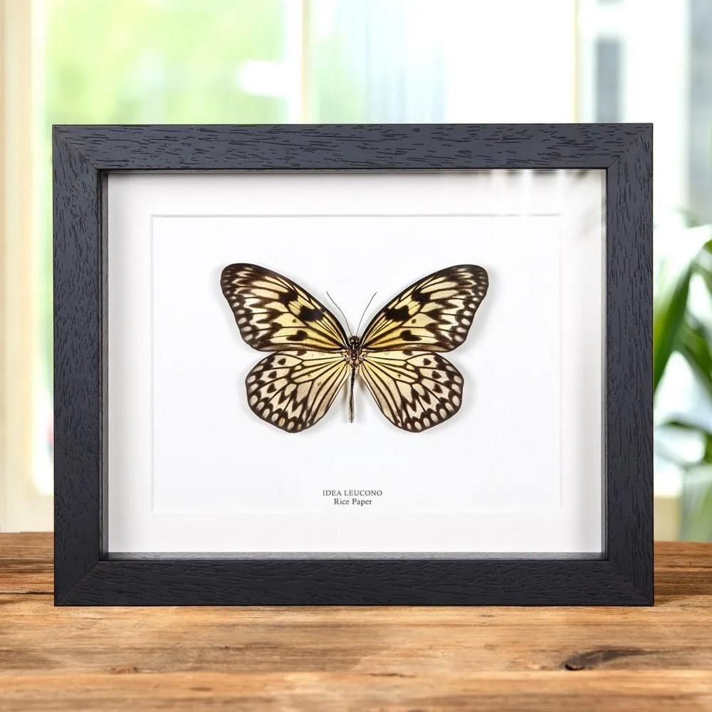 9'' x 7'' Rice Paper Butterfly - Idea leuconoe in Box Frame (1 of 2)