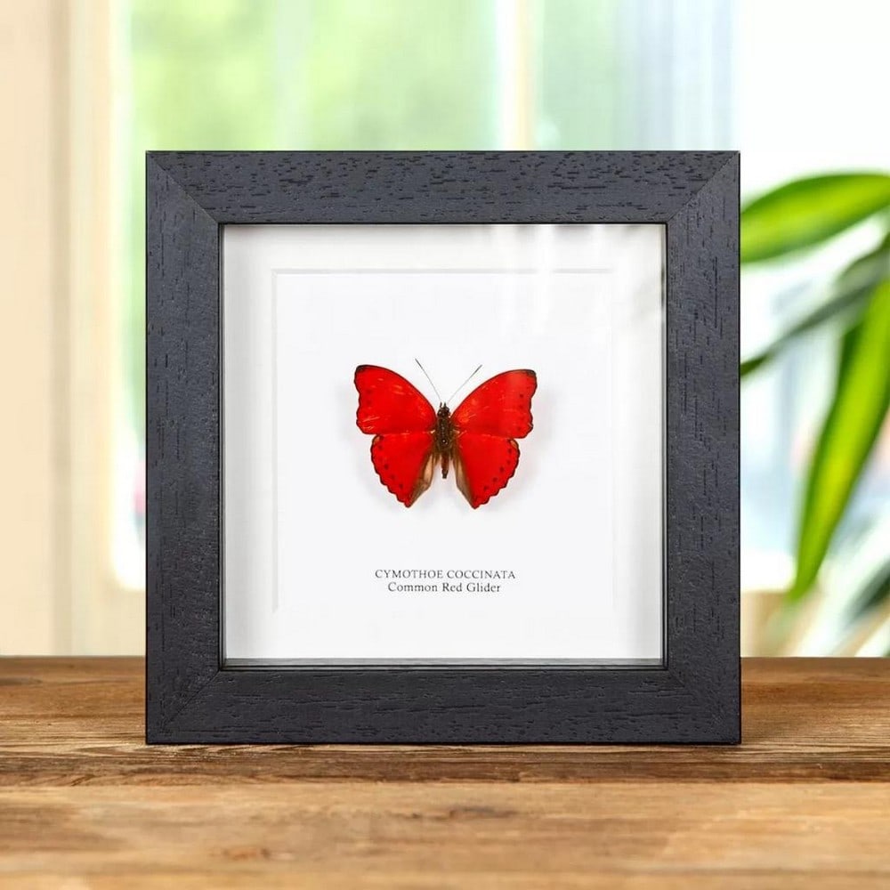 5'' x 5'' Male Brilliant Red Glider - Cymotheo Coccinata: 5" x 5" Male Brilliant Red Glider - Cymotheo Coccinata A beautiful Common Red Glider butterfly in a handmade wooden frame mounted on high-quality acid-free conservation board. The Latin and co