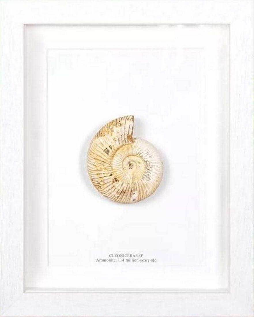 9" x 7" Framed Whole White Spine Ammonite Fossil From Madagascar: 9" x 7" Framed Whole White Spine Ammonite Fossil From Madagascar Introducing our remarkable Whole White Spine Ammonite Fossil, elegantly presented in a handmade wooden frame and mounted on hig