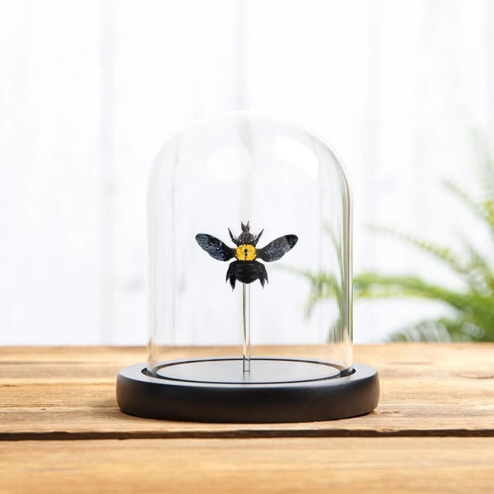Yellow-Spot Carpenter Bee (Xylocopa confusa) Displayed in Glass Dome (1 of 2)