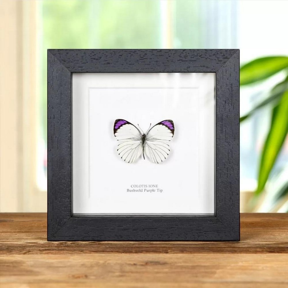 5" x 5" Bushveld Purple Tip Butterfly - Colotis Ione: 5" x 5" Bushveld Purple Tip Butterfly - Colotis Ione A Stunning Bushveld Purple Tip in a handmade wooden frame mounted on high-quality acid-free conservation board. The Latin and common names 