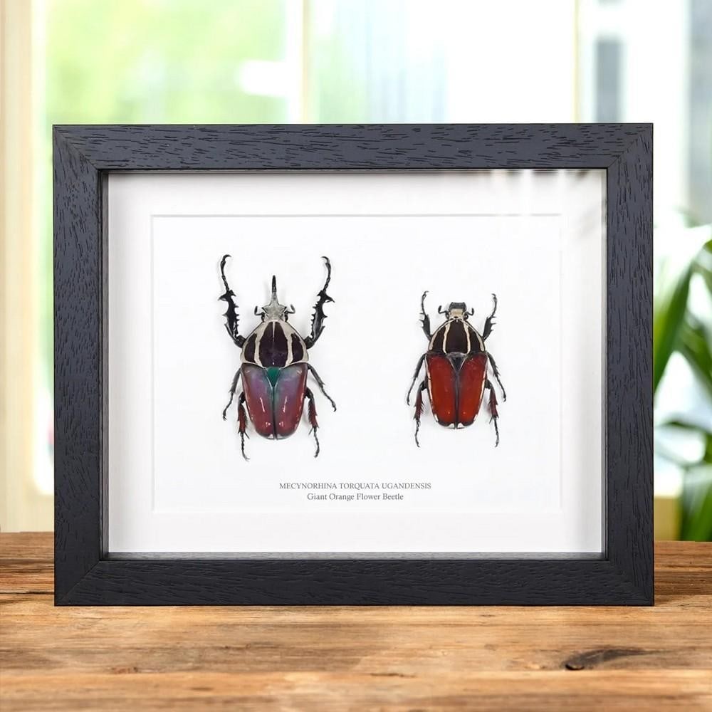 9" x 7" Giant Flower Beetle Pair (Mecynorhina torquata ugandensis) - Male & Female in Box Frame: 9" x 7" Giant Flower Beetle Pair (Mecynorhina torquata ugandensis) - Male & Female in Box Frame This Giant Flower Beetle Pair (Mecynorhina torquata ugandensis) is beautifully presented in a ha