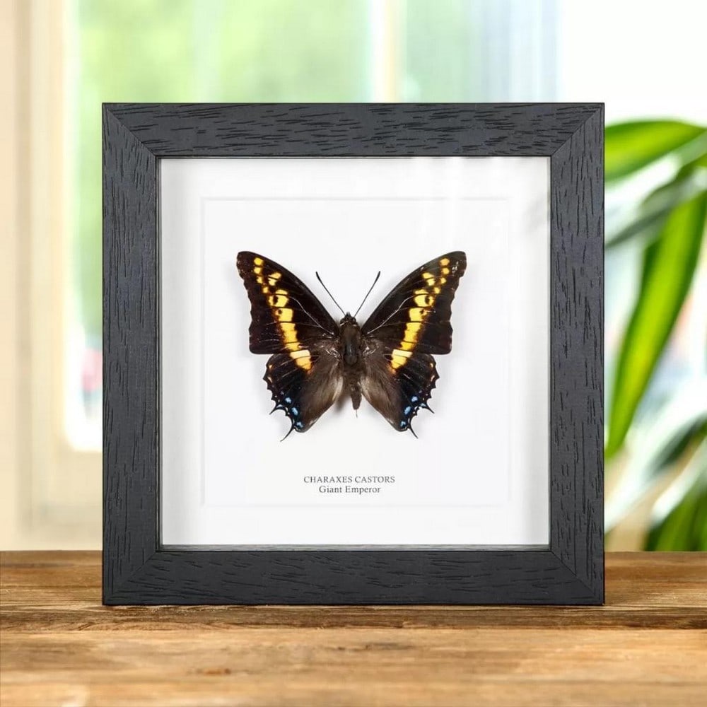 6" x 6" Giant Emperor Butterfly Specimen - Charaxes Castors: 6" x 6" Giant Emperor Butterfly Specimen - Charaxes Castors A Charaxes castors in a handmade wooden frame mounted on high-quality acid-free conservation board. The Latin and common names are p