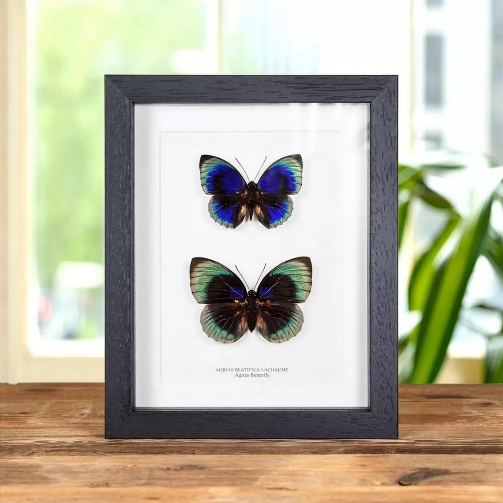 9" x 7" Framed Agrias Butterfly Male & Female Pair - Agrias beatifica lachaume: 9" x 7" Framed Agrias Butterfly Male & Female Pair - Agrias beatifica lachaume A stunning iridescent Agrias butterfly male and female pair, elegantly displayed in a handmade wooden frame with 