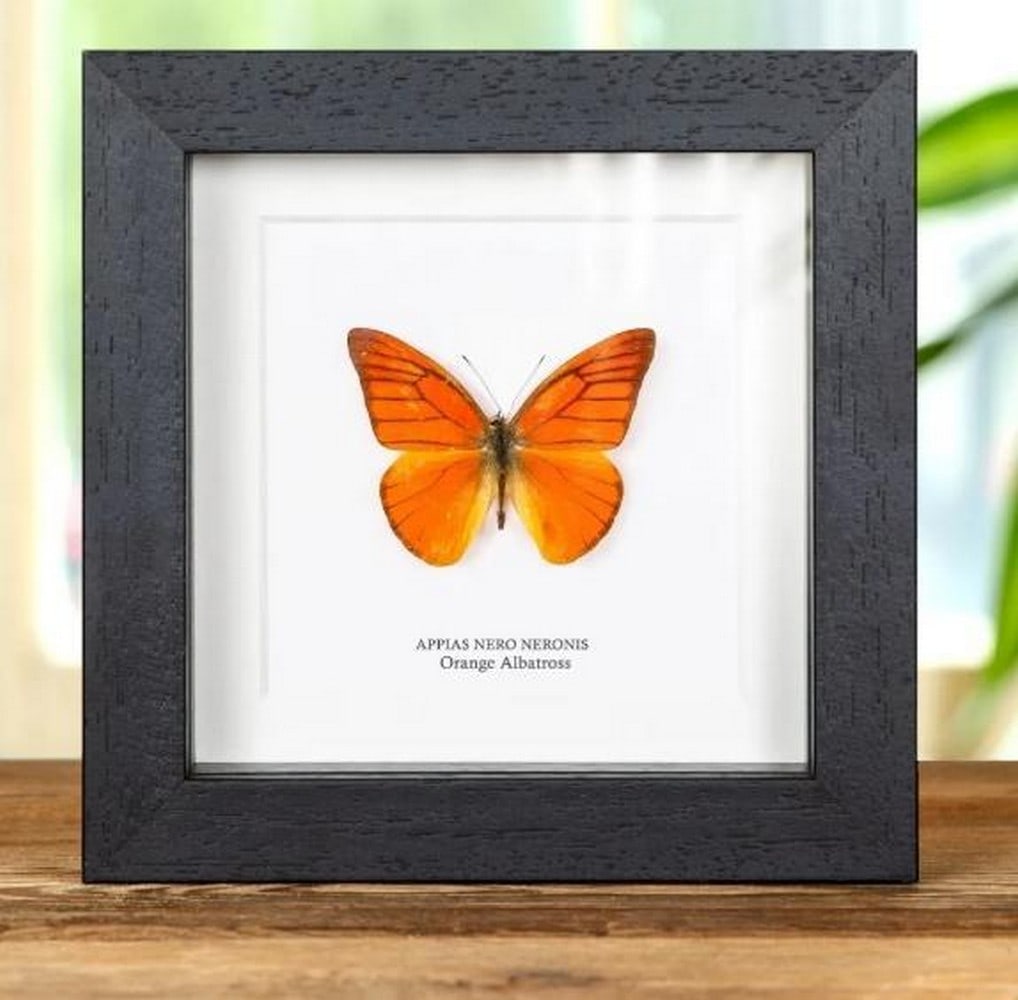 Framed Orange Albatross Butterfly: Framed Orange Albatross Butterfly An Orange Albatross butterfly is elegantly displayed within a handcrafted wooden frame, mounted on premium acid-free conservation board. Beneath the specimen, its Lat
