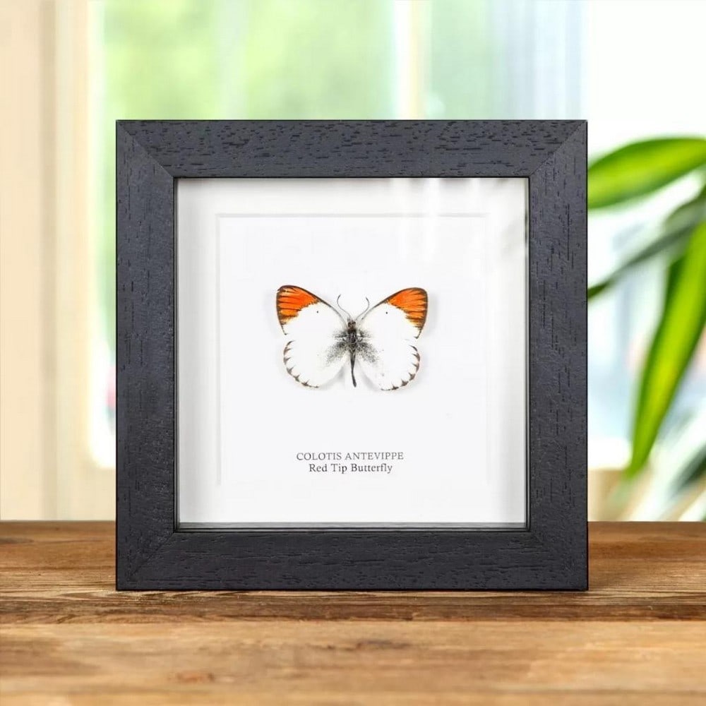5" x 5' Framed Male Red Tip Butterfly - Colotis Antevippe: 5" x 5' Framed Male Red Tip Butterfly - Colotis Antevippe A Red Tip Butterfly in a handmade wooden frame mounted on high-quality acid-free conservation board. The Latin and common names are printe