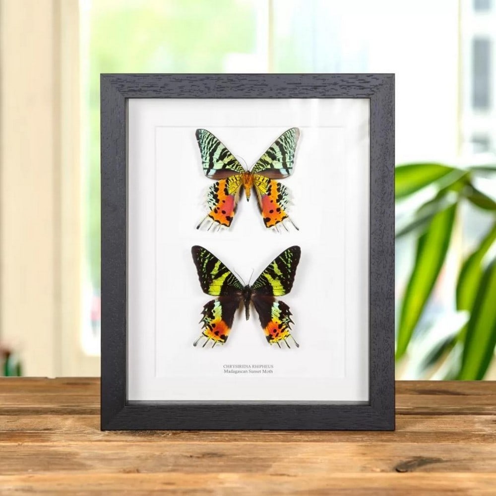 10" x 8" Framed Double Madagascan Sunset Moth - Chrysiridia rhipheus: 10" x 8" Framed Double Madagascan Sunset Moth - Chrysiridia rhipheus A pair of stunning Madagascan sunset moths in a handmade wooden frame mounted on high-quality acid-free conservation board.