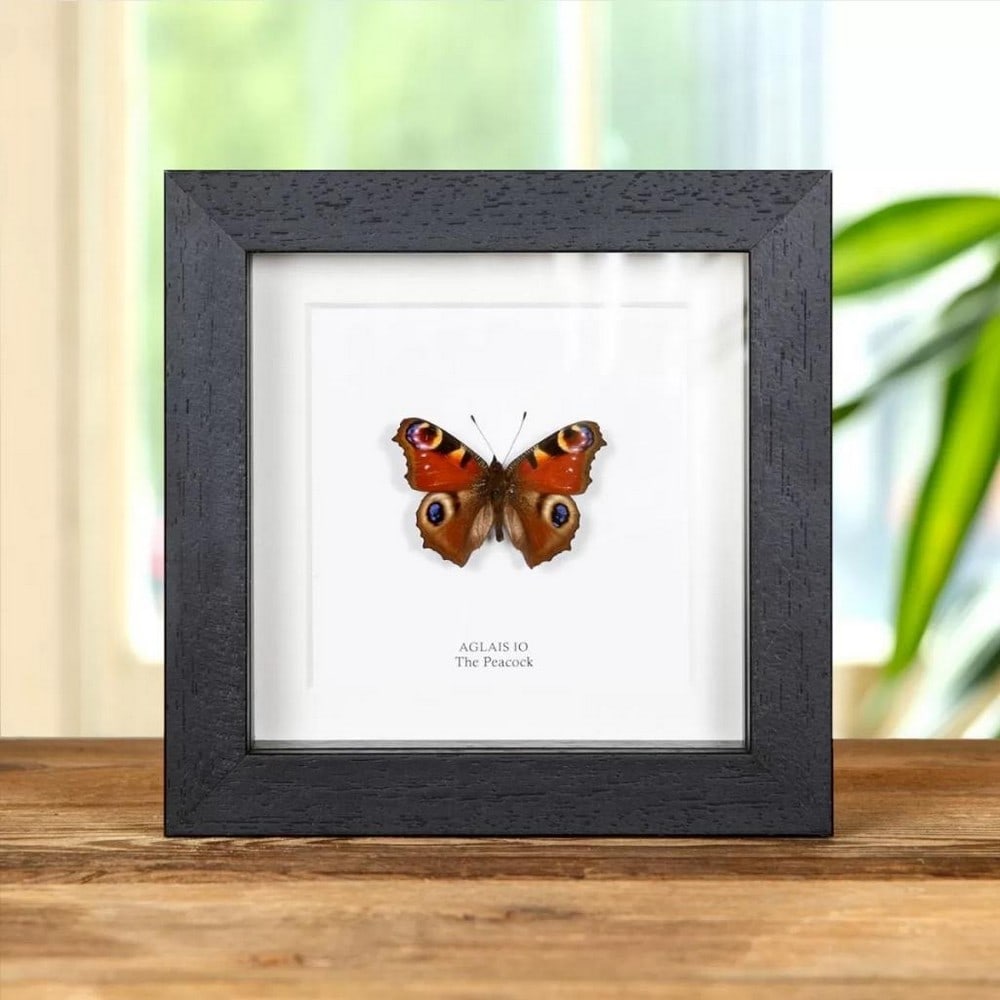 5" x 5" Male Peacock Butterfly - Aglais Io (1 of 2)