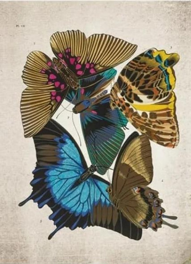 Vintage Entomology Print Reproduction Of Papilio 1925 On Watercolor Paper: Vintage Entomology Print Reproduction Of Papilio 1925 On Watercolor Paper Depicting Vibrant Lepidoptera Specimens. This vintage entomology print reproduction is beautifully presented on watercolor pap