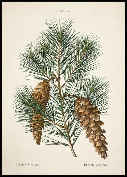 Vintage Classic Pine Wall Art Poster - 28'' x 20'' (1 of 2)
