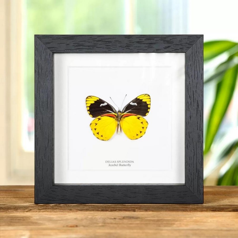 6" x 6" Framed Male Jezebel Butterfly - Delias Splendida: 6" x 6" Framed Male Jezebel Butterfly - Delias Splendida A stunning Jezebel butterfly in a handmade wooden frame mounted on high-quality acid-free conservation board. The Latin and region name
