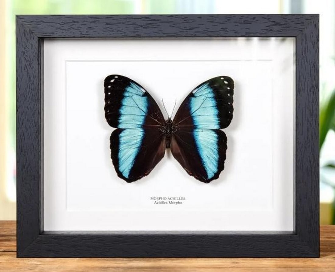 9" x 7" Framed Male Achilles Morpho - Morpho Achilles: 9" x 7" Framed Male Achilles Morpho - Morpho Achilles Achilles Morpho in a handmade wooden frame mounted on high-quality acid-free conservation board. The Latin and common names are printed un