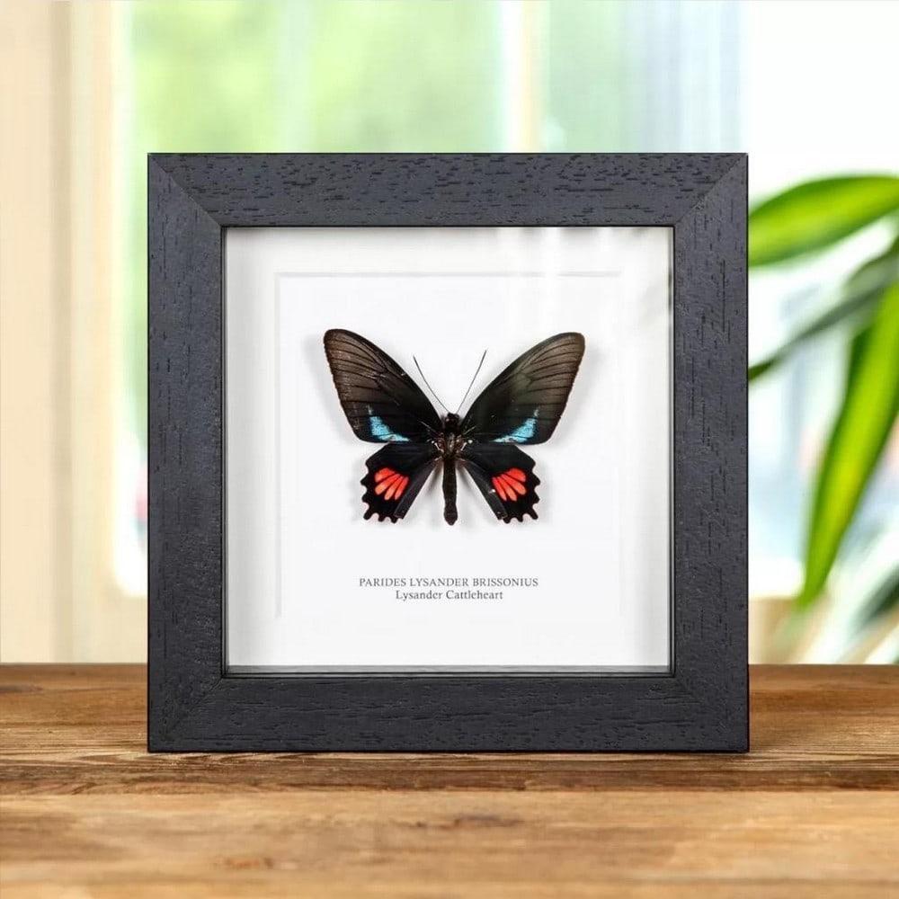 6" x 6" Framed Lysander Cattleheart - Parides Lysander Brissonius: 6" x 6" Framed Lysander Cattleheart - Parides Lysander Brissonius A Lysander Cattleheart in a handmade wooden frame mounted on high-quality acid-free conservation board. The Latin and common n