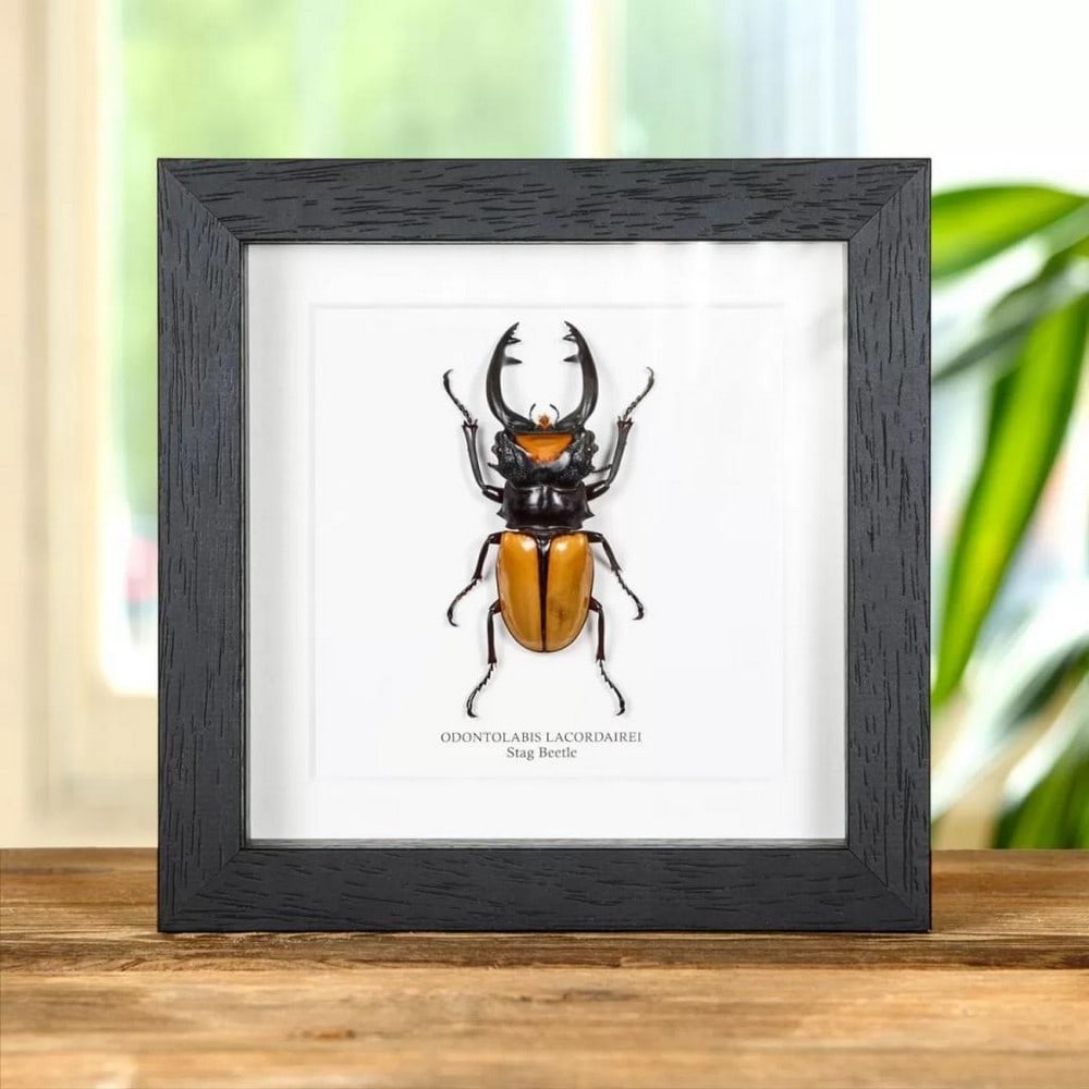 6'' x 6'' - Framed Odontolabis lacordairei Stag Beetle: 6" x 6" - Framed Odontolabis lacordairei Stag Beetle Odontolabis lacordairei in Box Frame a handmade wooden frame mounted on high-quality acid-free conservation board. The Latin and country name