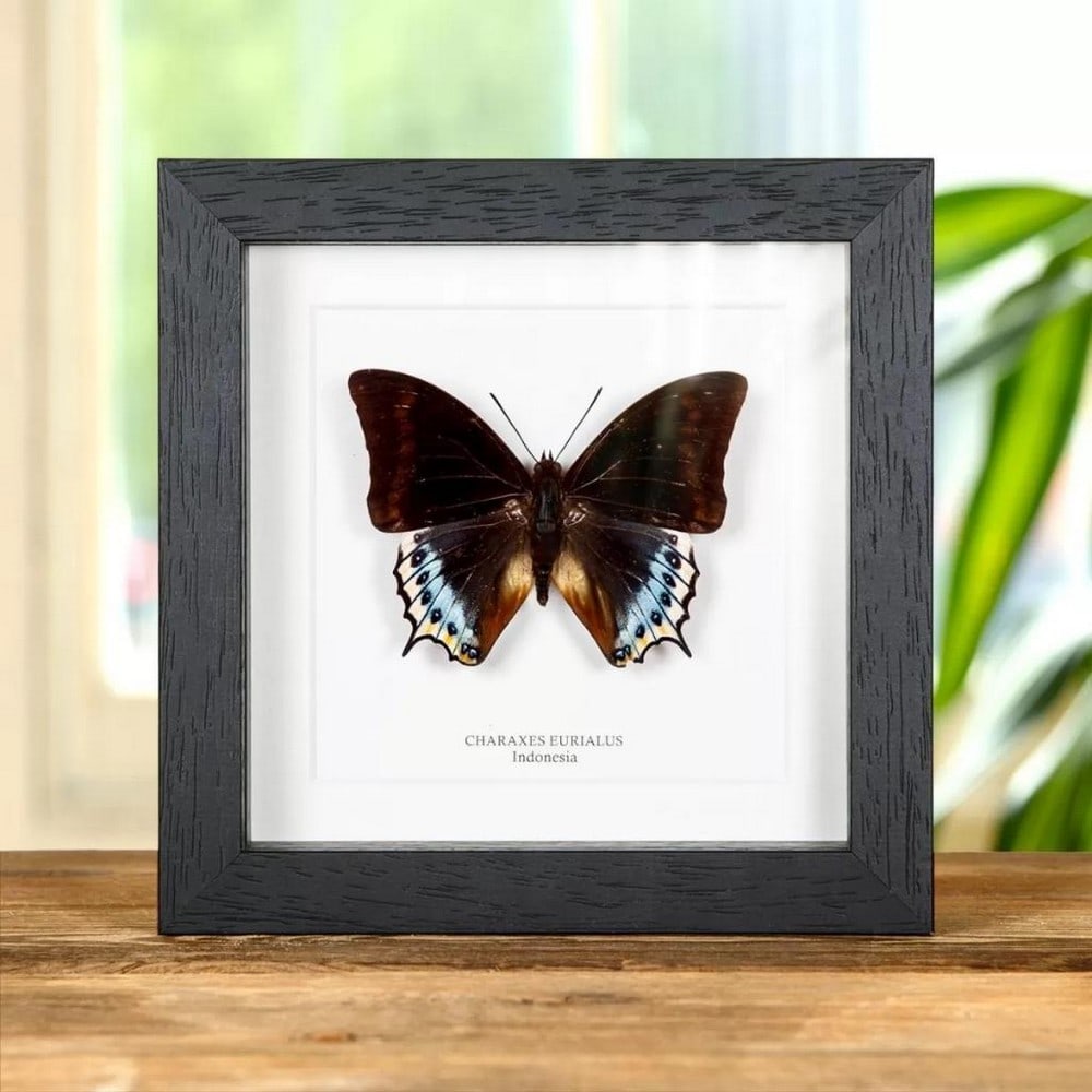 6'' x 6'' Charaxes Eurialus Butterfly - Indonesia (1 of 2)