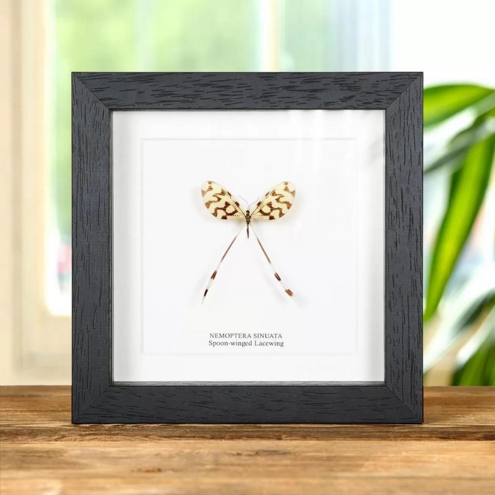 6'' x 6'' Framed Spoon-Winged Lacewing - Nemoptera Sinuate: 6" x 6" Framed Spoon-Winged Lacewing - Nemoptera Sinuate An amazing Spoon-winged Lacewing in a handmade wooden frame mounted on high-quality acid-free conservation board. The Latin and common na