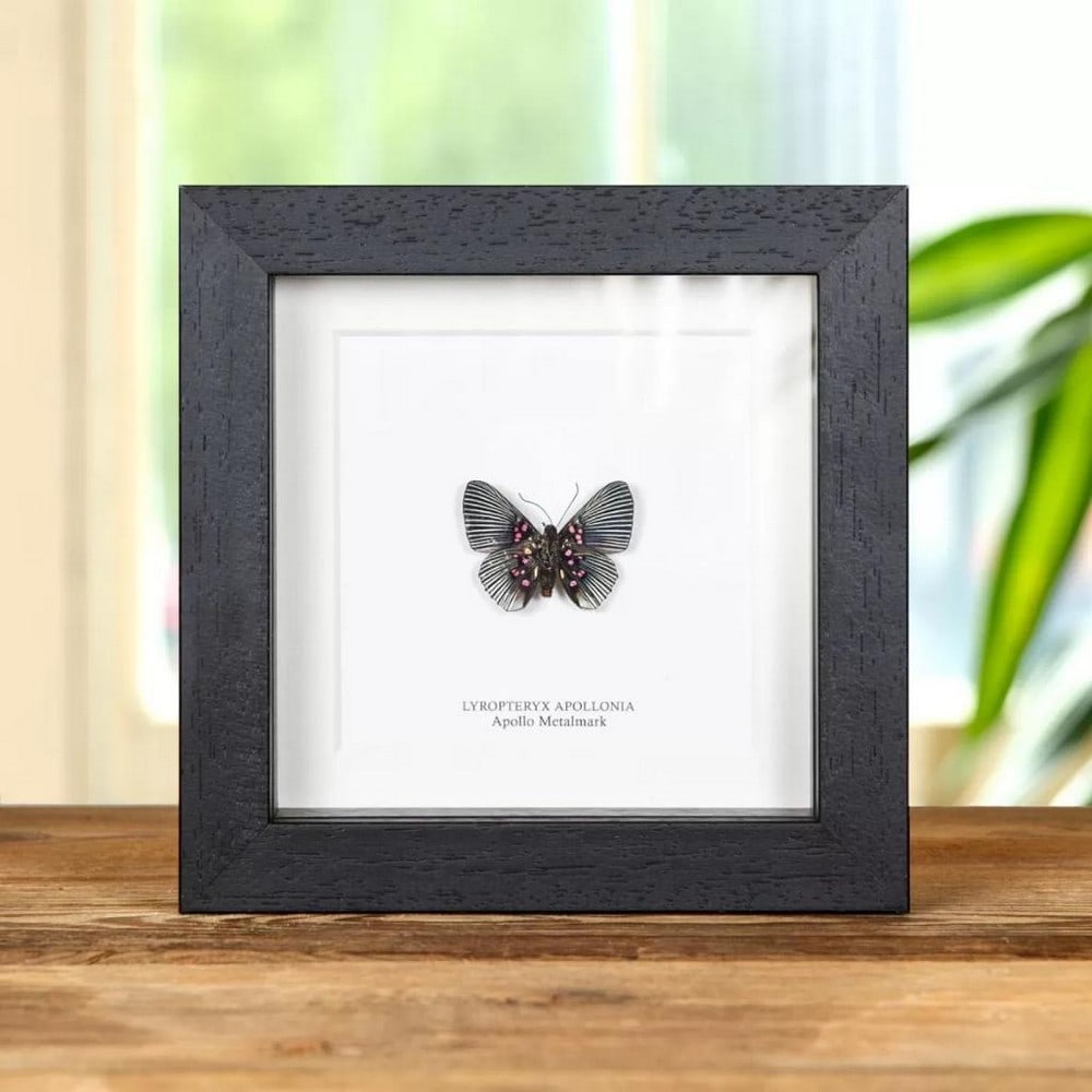 5'' x 5'' Framed Apollo Metalmark Butterfly - Lyropteryx Apollonia: 5" x 5" Framed Apollo Metalmark Butterfly - Lyropteryx Apollonia An Apollo Metalmark in a handmade wooden frame mounted on high-quality acid-free conservation board. The Latin and common names a