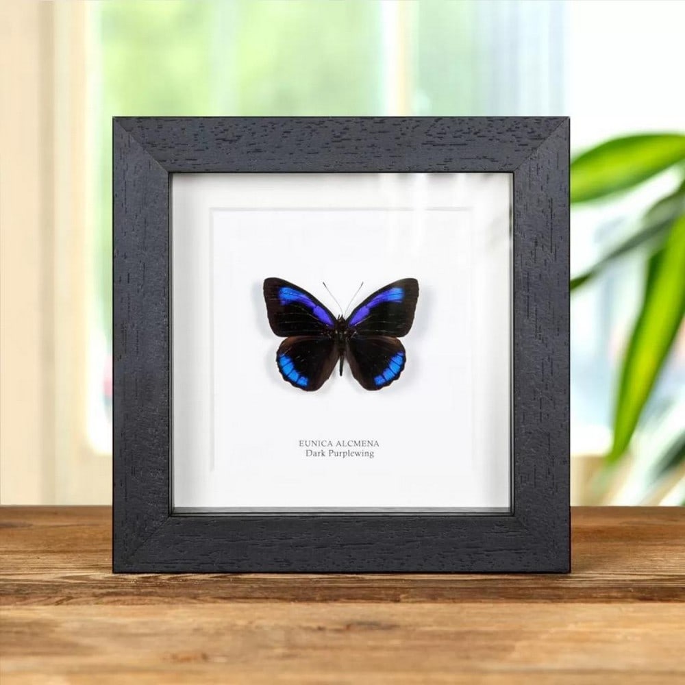 5'' x 5'' Male Dark Purplewing Butterfly - Eunica Alcmena: 5" x 5" Male Dark Purplewing Butterfly - Eunica Alcmena Dark Purplewing in a handmade wooden frame mounted on high-quality acid-free conservation board. The Latin and common names are printed
