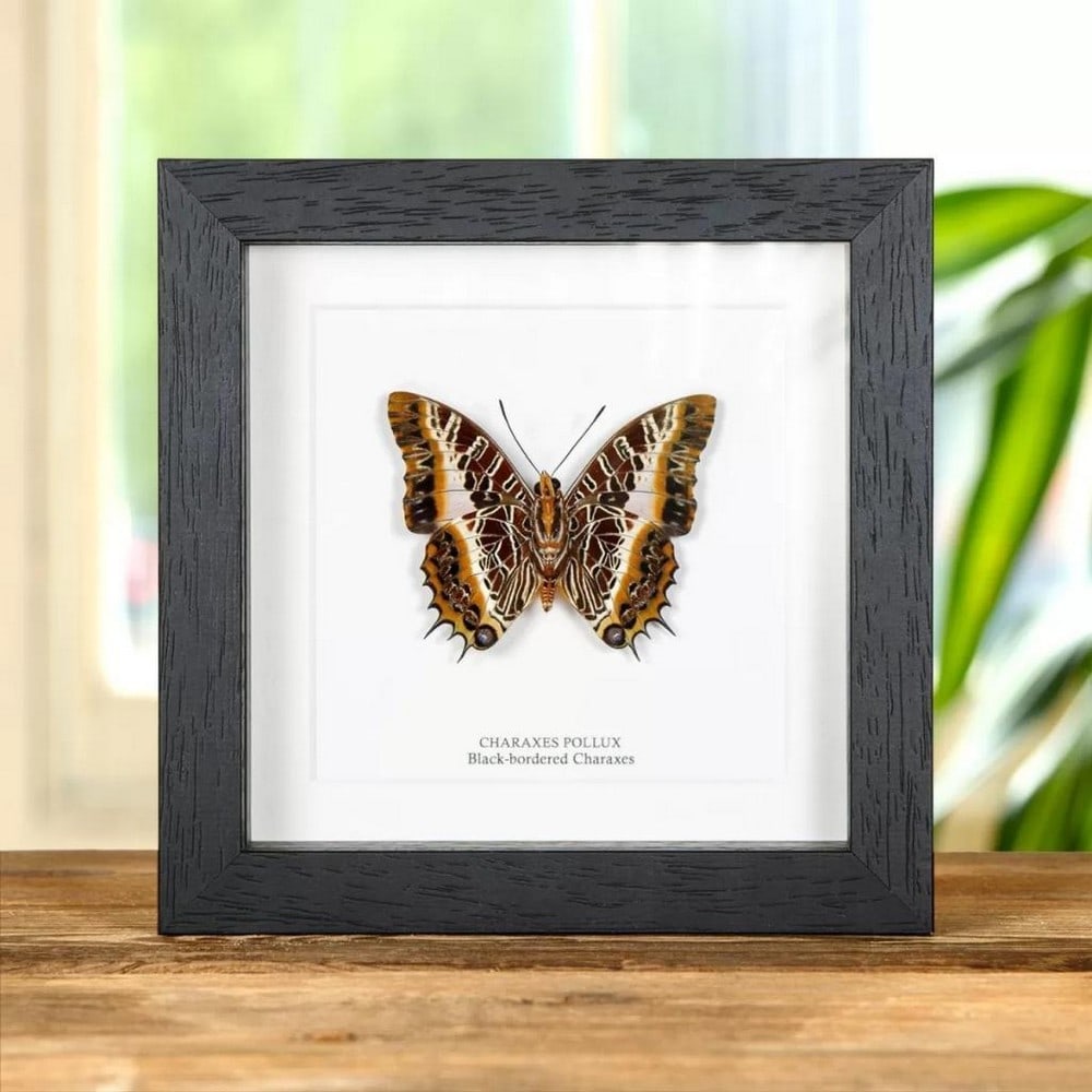 6'' x 6'' Framed Male Black-Bordered Charaxes (Ventral Side) - Charaxes Pollux: 6" x 6" Framed Male Black-Bordered Charaxes (Ventral Side) - Charaxes Pollux A Black-bordered Charaxes Ventral Side in a handmade wooden frame mounted on high-quality acid-free conservation boar