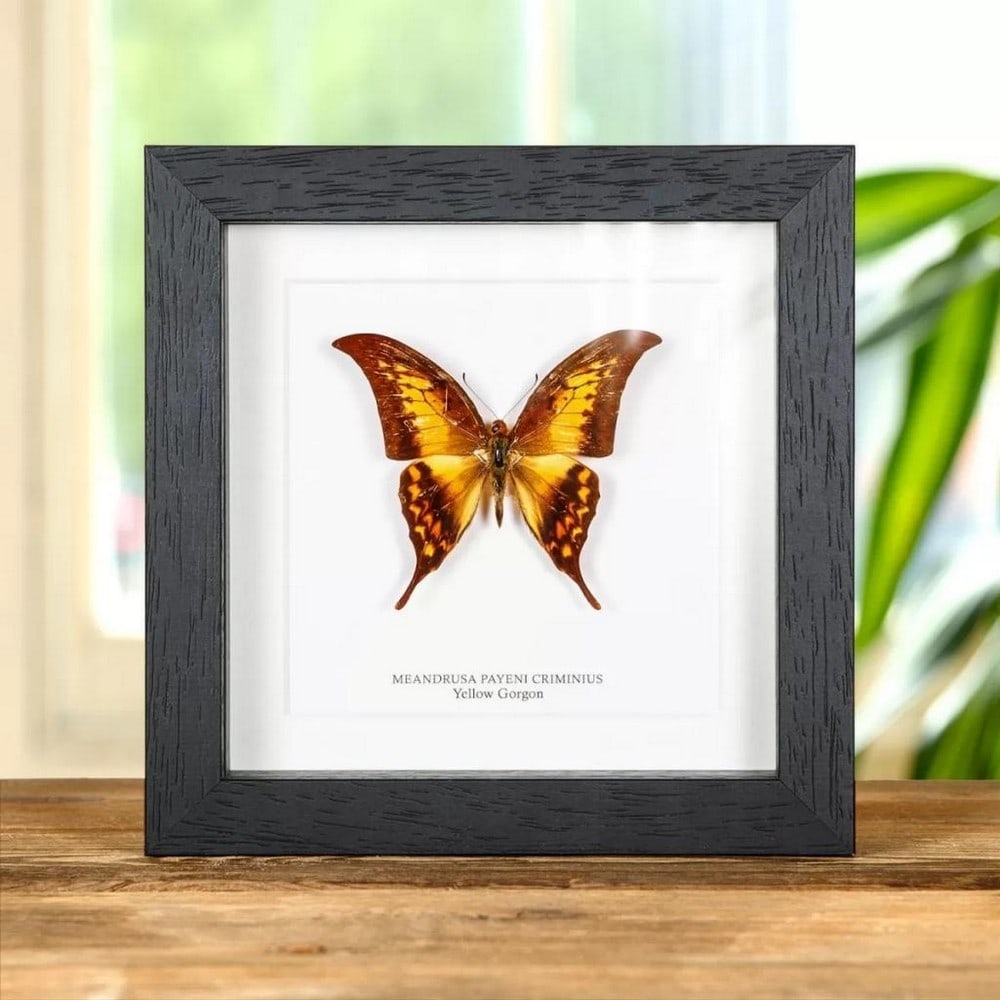6'' x 6'' Framed Male Yellow Gorgon Butterfly - Meandrusa Payeni: 6" x 6" Framed Male Yellow Gorgon Butterfly - Meandrusa Payeni A Yellow Gorgon butterfly in a handmade wooden frame mounted on high-quality acid-free conservation board. The Latin and common nam