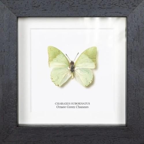 Luminous Green Charaxes Butterfly: Luminous Green Charaxes Butterfly Bold and iridescent, the Ornate Green Charaxes (Charaxes subornatus) dazzles with its shimmering green wings edged in soft brown and black. This butterfly is prized f