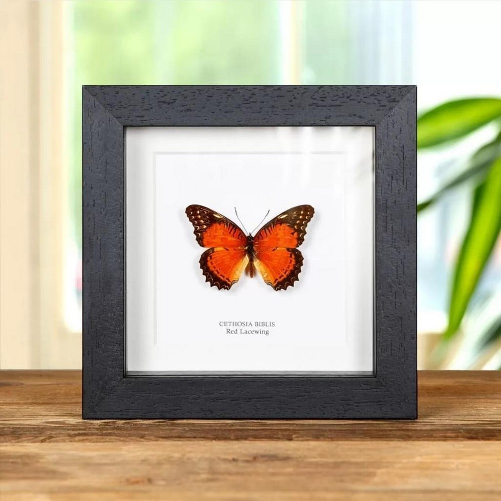 5'' x 5'' Framed Male Red Lacewing - Cethosia Biblis: 5" x 5" Framed Male Red Lacewing - Cethosia Biblis A stunning Red Lacewing in a handmade wooden frame mounted on high-quality acid-free conservation board. The Latin and region names are printed