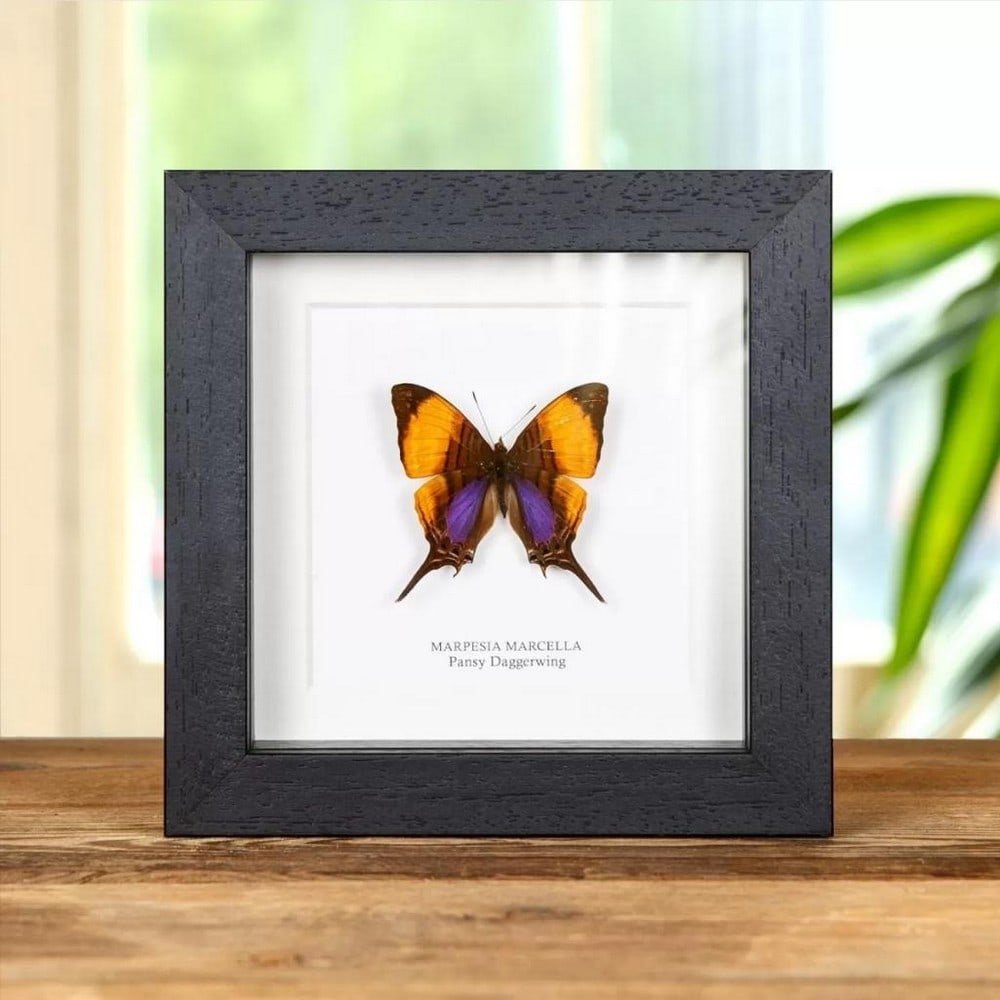 5'' x 5'' Framed Pansy Daggerwing Butterfly - Marpesia Marcella: 5" x 5" Framed Pansy Daggerwing Butterfly - Marpesia Marcella A beautiful Pansy Daggerwing butterfly in a handmade wooden frame mounted on high-quality acid-free conservation board. The Latin an