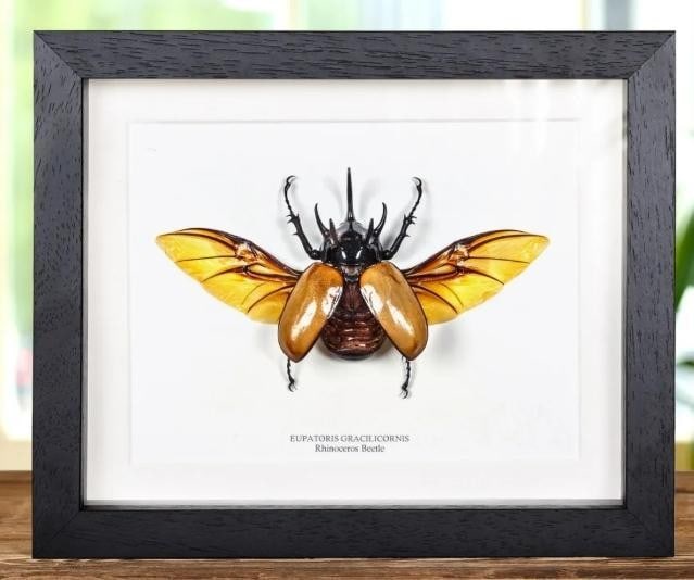 9'' x 7'' - Framed Eupatorus Gracilicornis Rhinoceros Beetle with Wings Spread: 9" x 7" - Framed Eupatorus Gracilicornis Rhinoceros Beetle with Wings Spread The Latin and common names are printed underneath the specimen. Rhinoceros beetles, the Dynastinae, are a subfamily o