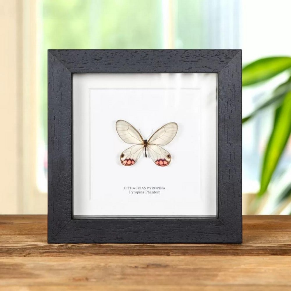 5'' x 5'' Pyropina Phantom Butterfly - Cithaerias Pyropina: 5" x 5" Pyropina Phantom Butterfly - Cithaerias Pyropina A Pyropina Phantom in a handmade wooden frame mounted on high-quality acid-free conservation board. The Latin and common names are printe