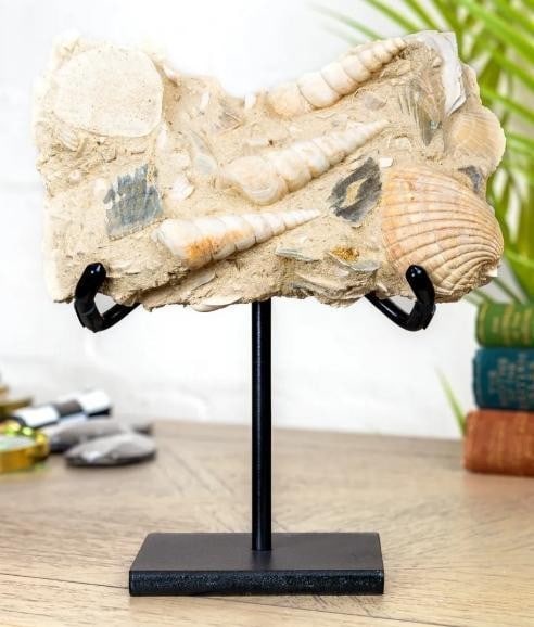Turritella Gastropods On Steel Stand (Turritella sp): Turritella Gastropods On Steel Stand (Turritella sp) This striking display features Turritella gastropods mounted on a sleek steel stand, highlighting their spiral, tower-like shells. A captivating pi