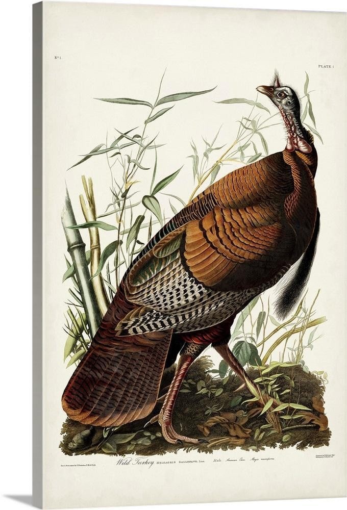Wild Turkey Canvas Print by John James Audubon (1 of 2)