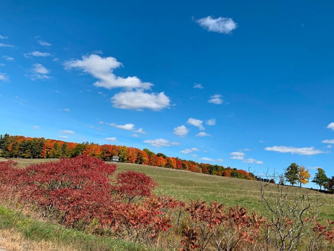 Autumn Haven: Autumn Haven Win the chance to transform this serene autumn landscape into a one-of-a-kind hand-painted masterpiece. The scene captures a field framed by vivid red bushes in the foreground, with a