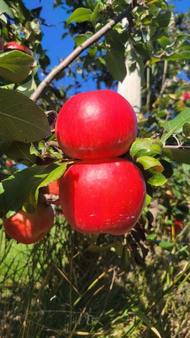 Twin Apples (1 of 3)