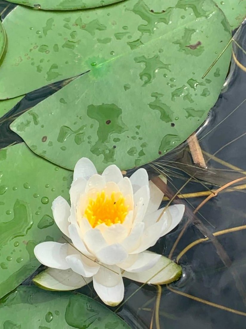 Tranquil Bloom: Tranquil Bloom Celebrate the delicate beauty of a water garden with this exclusive hand-painted canvas opportunity. The photograph captures a close-up view of a single water lily, surrounded by