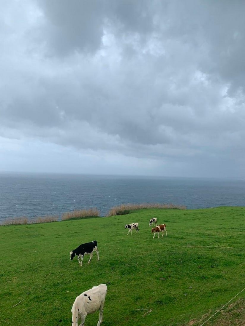 Cliffside Pastures: Cliffside Pastures Bring the charm of England's coastal countryside into your home with this exclusive hand-painted canvas opportunity. The photograph captures cows grazing peacefully on grassy slopes