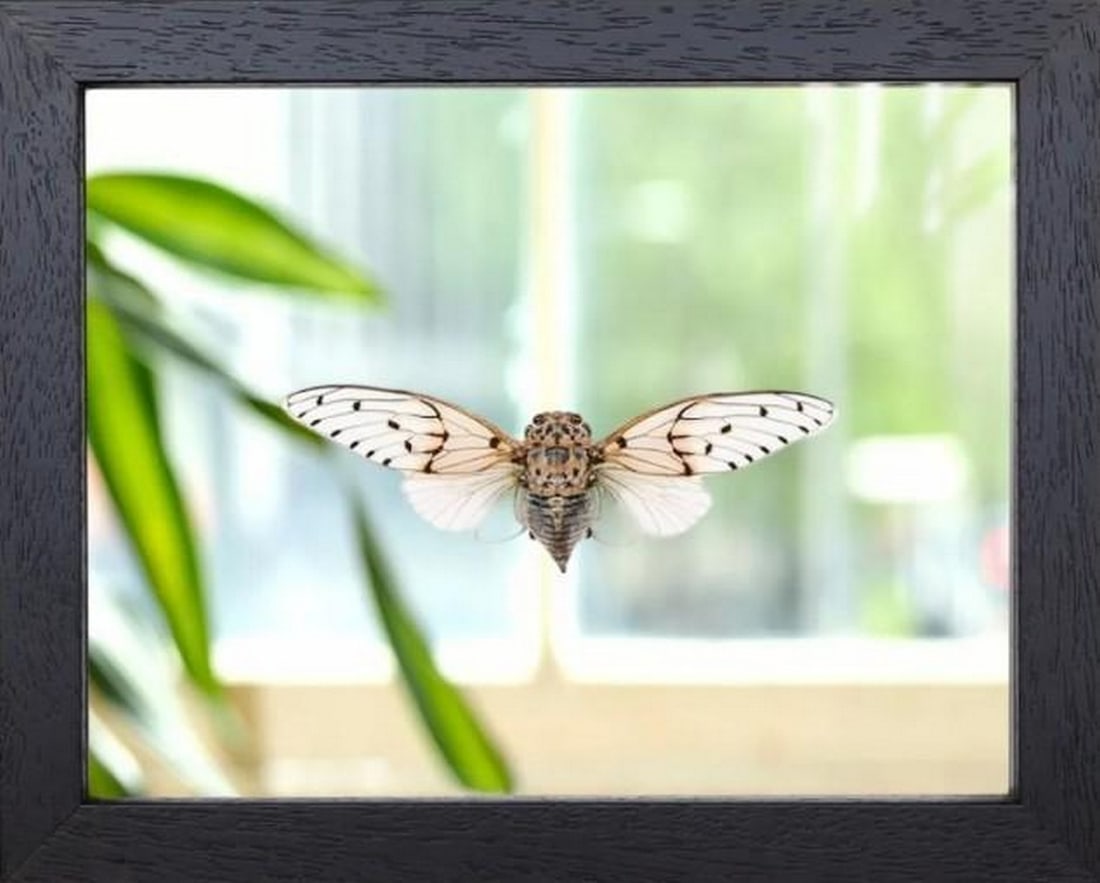 Phantom Wing Cicada: Phantom Wing Cicada The White Ghost Cicada, Ayuthia spectabile, is a hauntingly beautiful insect named for its pale, almost translucent wings and spectral appearance. This elusive cicada is most
