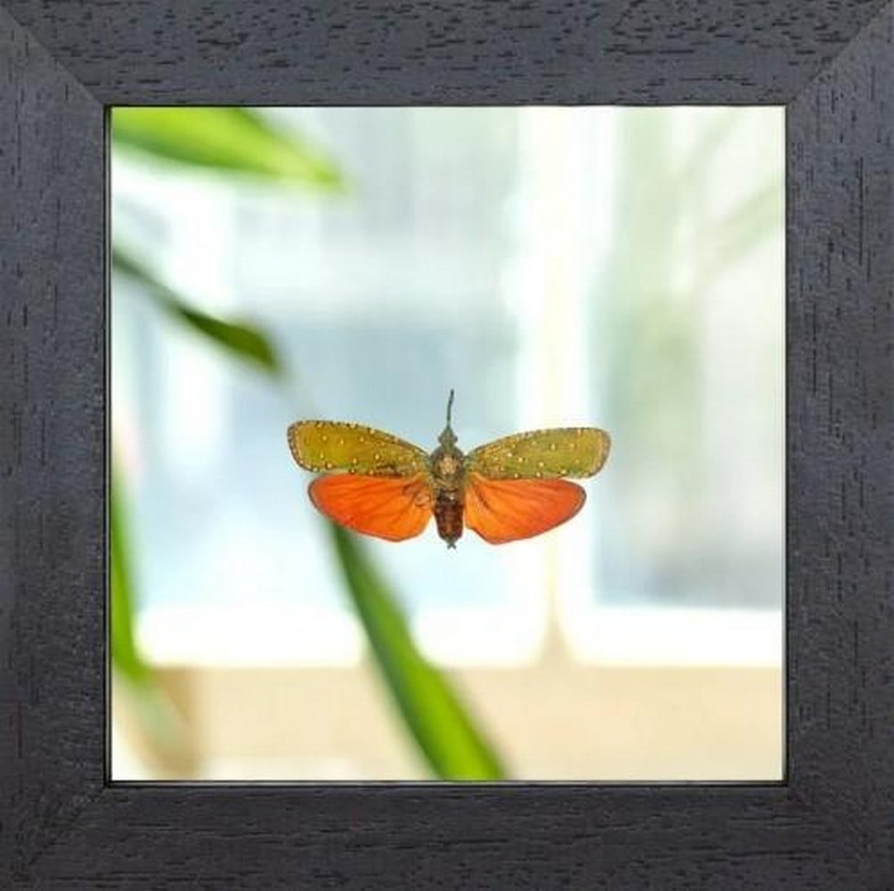 Firecrest Lanternfly: Firecrest Lanternfly The Red Lanternfly, Saiva cardinalis, is a visually arresting planthopper known for its elongated, lantern-like snout and vivid crimson hues. This insect features a striking