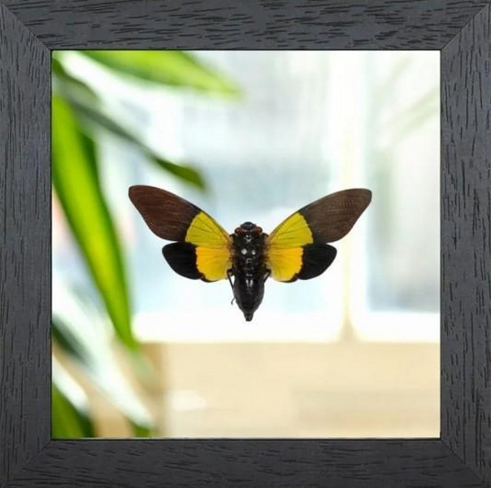 Sibylla's Echo Cicada: Sibylla's Echo Cicada Trengganua sibylla is a vividly colored cicada native to the lush rainforests. Known for its powerful, rhythmic call that reverberates through the canopy, this species is both