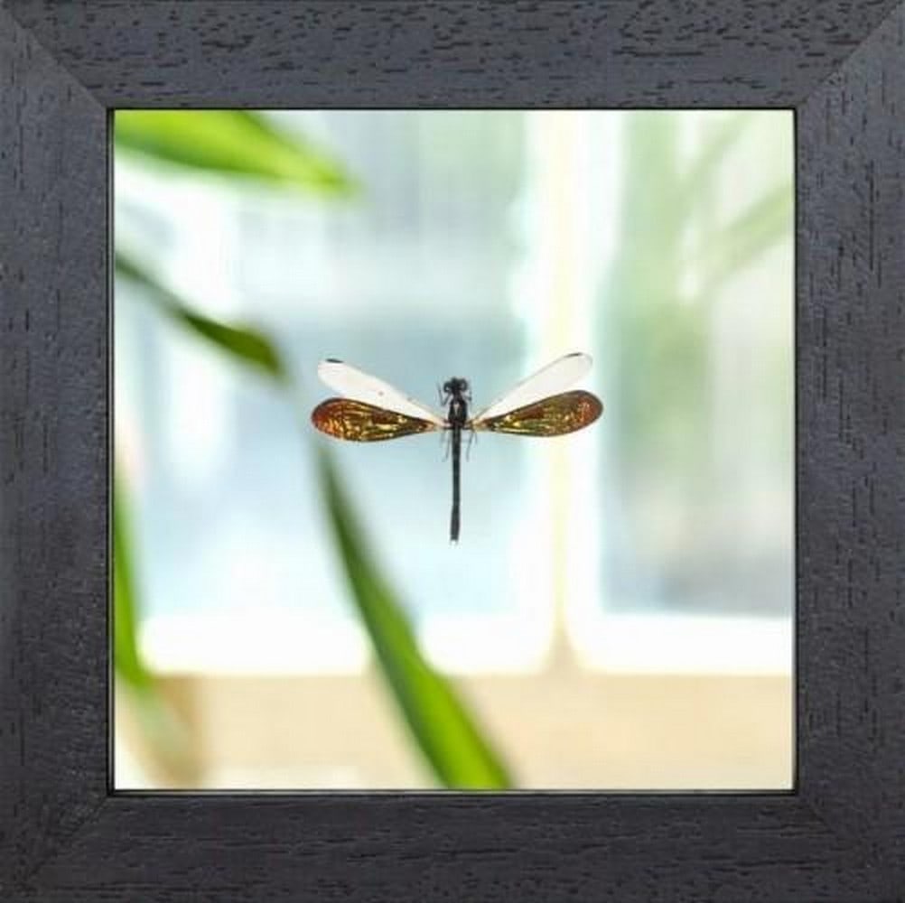Sunveil Damselfly: Sunveil Damselfly The Golden Damselfly, Rhinocypha anisoptera, is a species within the Calopterygidae family, recognized for its metallic golden body and translucent wings with a subtle amber tint.
