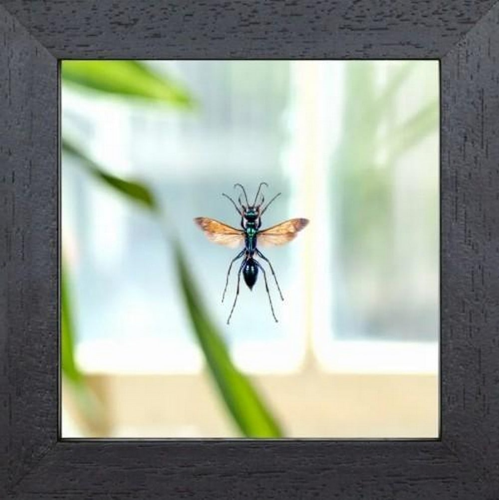 Emerald Mindbender: Emerald Mindbender The Jewel Wasp, Chlorion lobatum, is a dazzling and deadly beauty - its iridescent emerald exoskeleton gleams like a living gemstone, belying its sinister sophistication. This wasp
