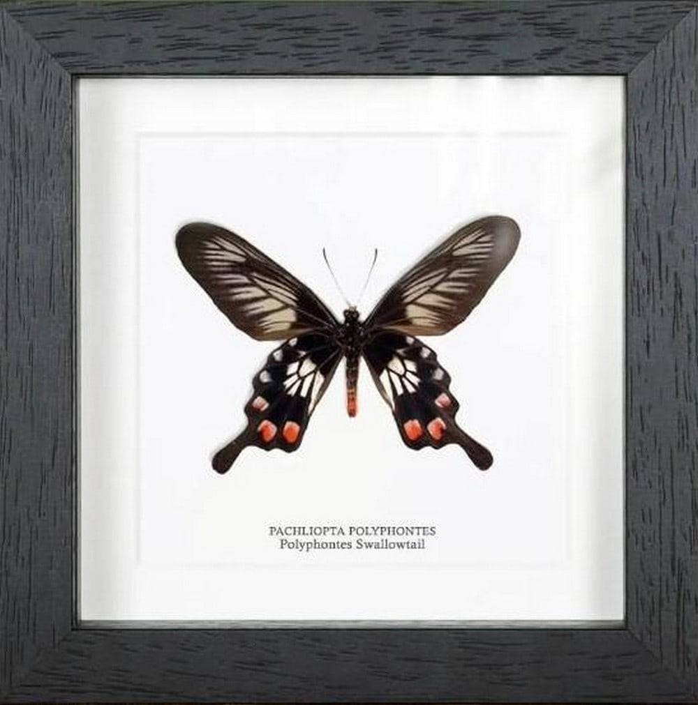 Tropical Elegance Framed Polyphontes Butterfly: Tropical Elegance Framed Polyphontes Butterfly Showcasing the striking elegance of Papilio polyphontes, this framed Polyphontes Swallowtail Butterfly displays bold black wings adorned with iridescent