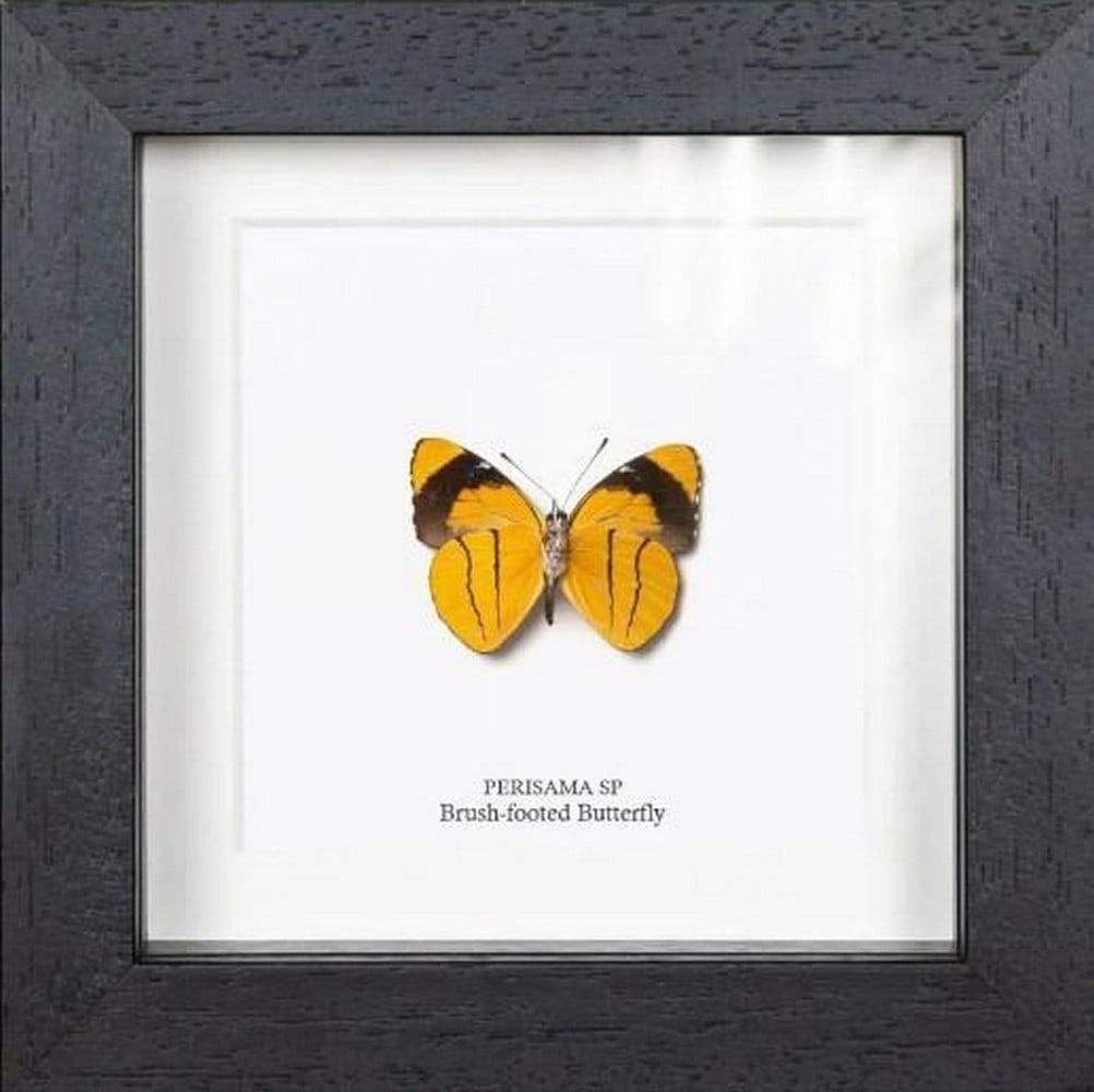 Delicate Wings Framed Brush-Footed Butterfly: Delicate Wings Framed Brush-Footed Butterfly Elegantly framed, this Brush-footed Butterfly showcases the unique beauty of one of nature's most fascinating families. With its distinctive brush-like